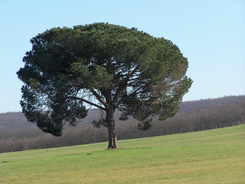 Albero2