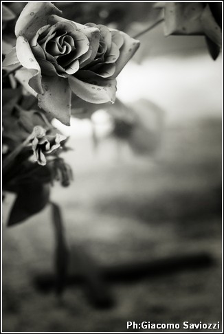 RICORDI: TRA PERSONE E FIORI