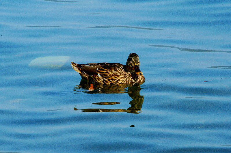 Sul lago...d'autunno