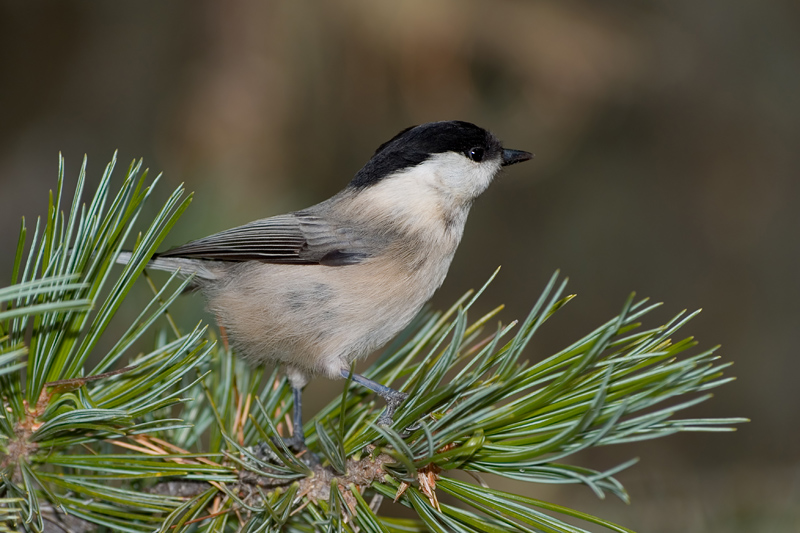 Parus montanus