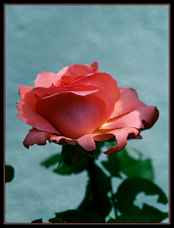 delicata e mangiucchiata