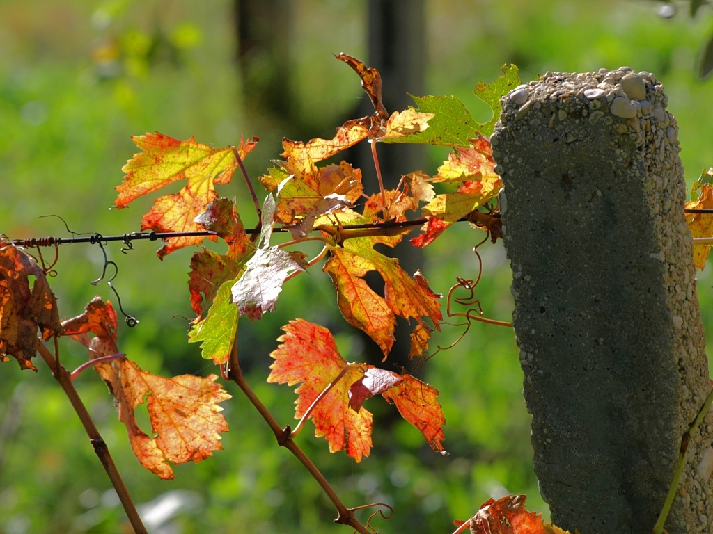 I colori dell'autunno (8)