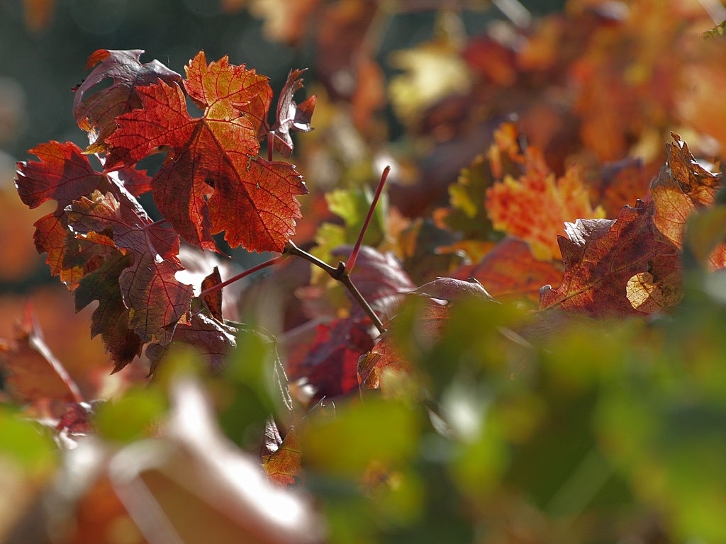 I colori dell'autunno (10)