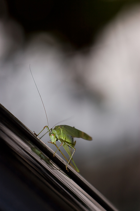 The dark side of the Grasshopper