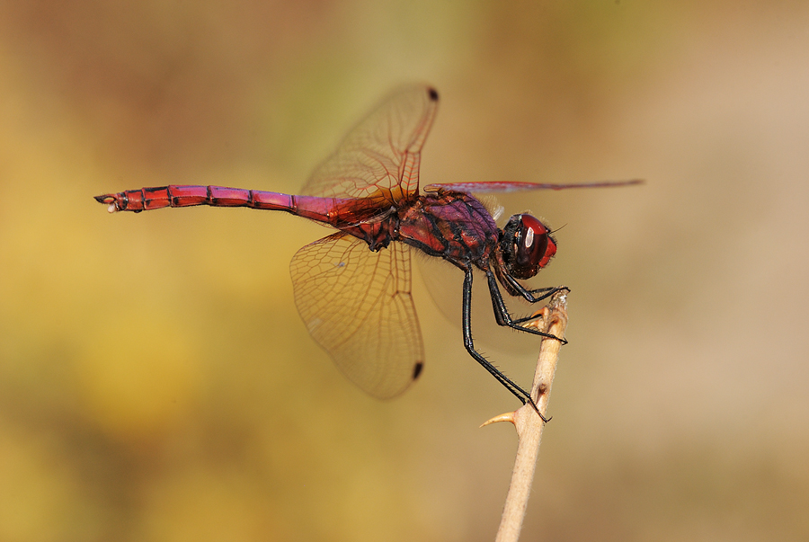 l'abbronzatura di agosto dona ?