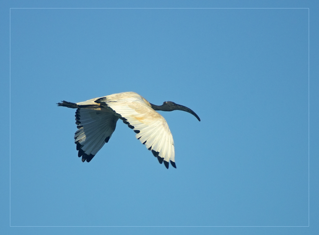 .::: Il Volo dell' Ibis Sacro :::.