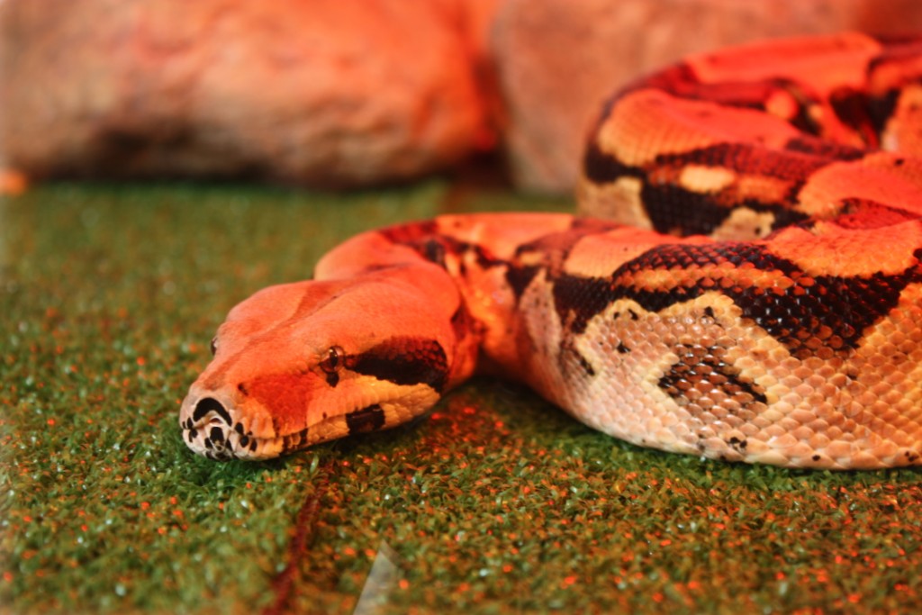 My boa costrictor