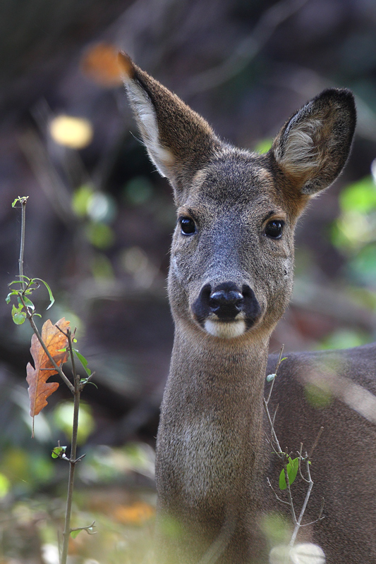 Ritratto di Capriolo...