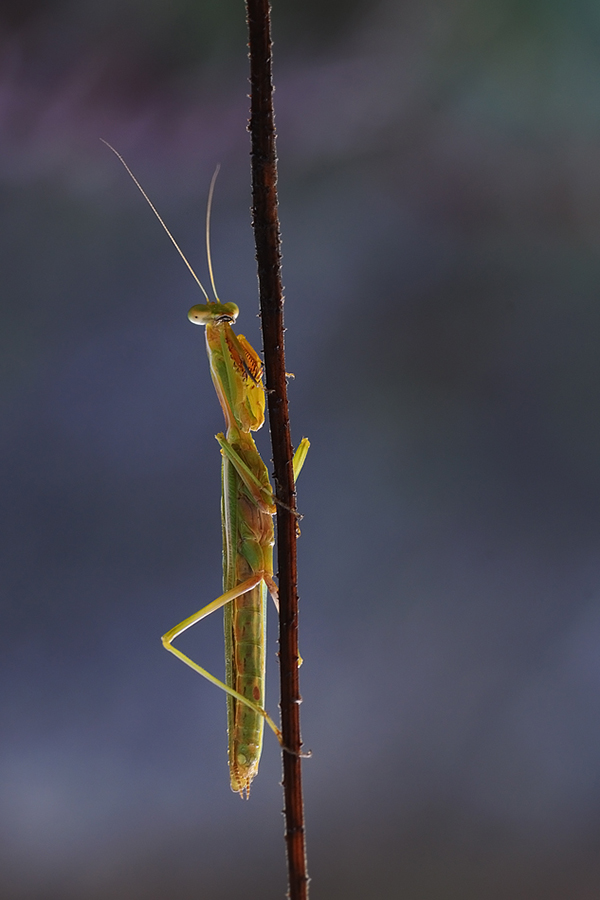 La preghiera di una mantide religiosa
