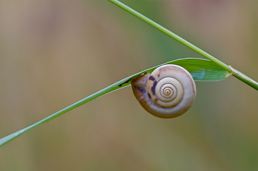 Composizione...lenta