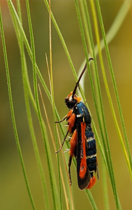 Falena primaverile...