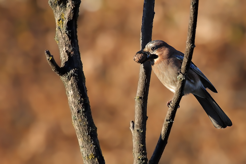 Ghiandaia nella calda luce del tramonto...