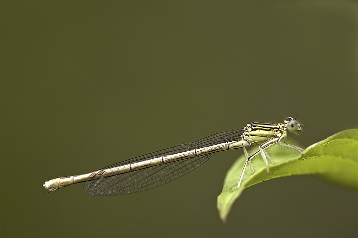 Platycnemis pennipes