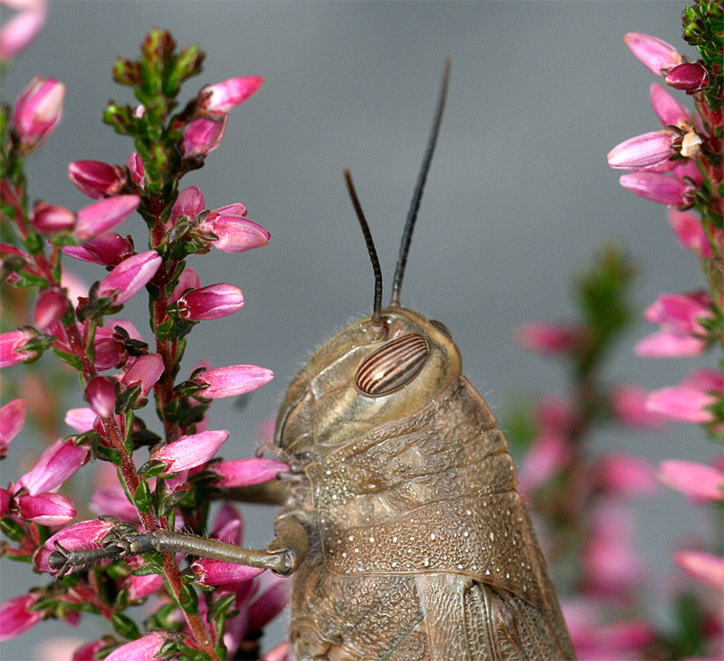 Ritratto di cavalletta