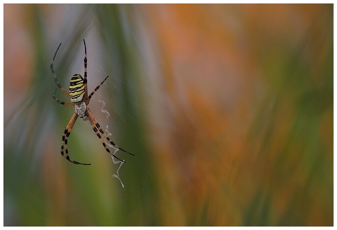 Argiope