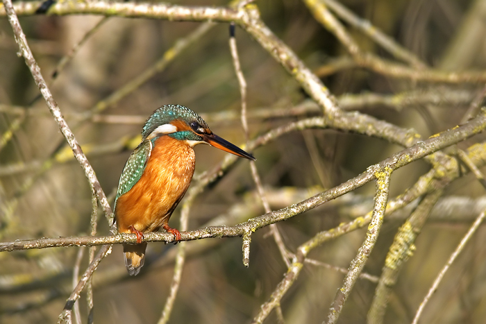 Martino tra i rami intrecciati