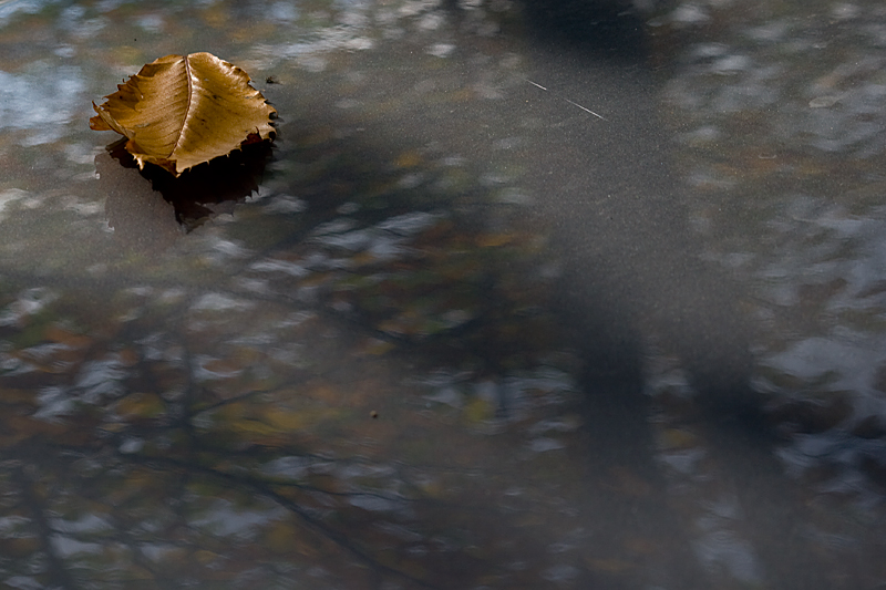 I ricordi di una foglia