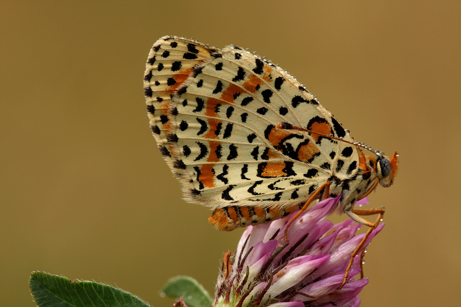 ricordi estivi (2 foto)