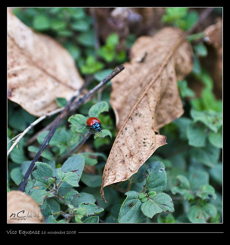 Che faccio mi lancio?