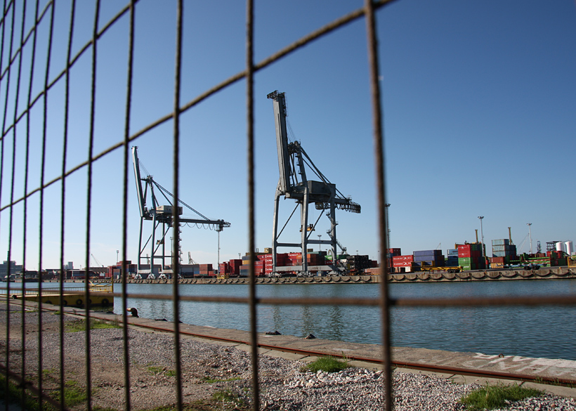 Strani uccelli dietro la rete