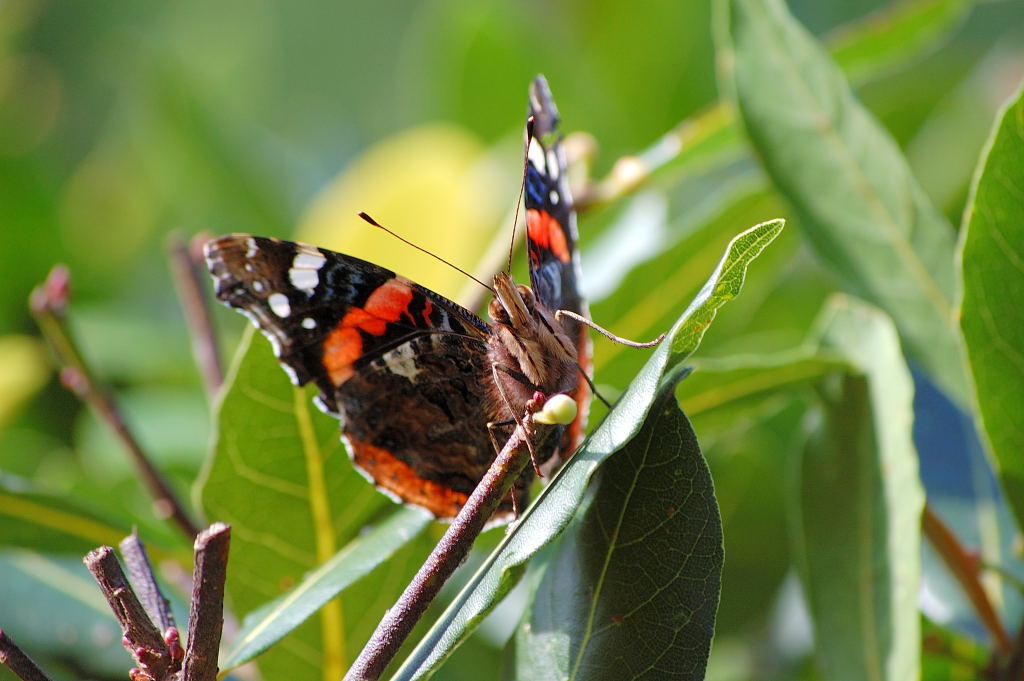 Vanessa atalanta
