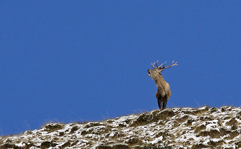 Il Re della Montagna