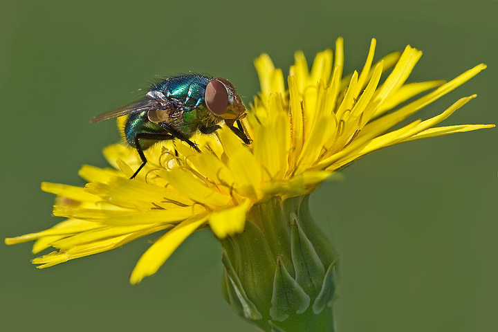 mosca verde