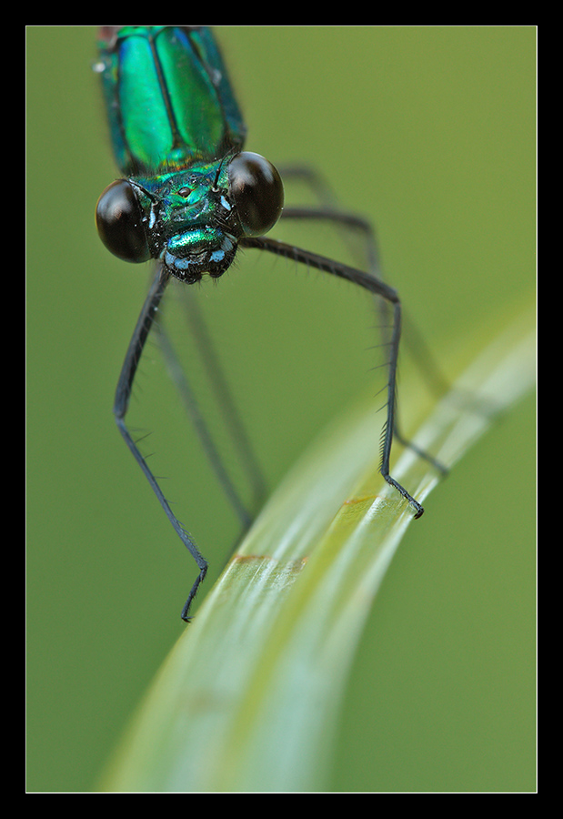 Ritratto di damigella