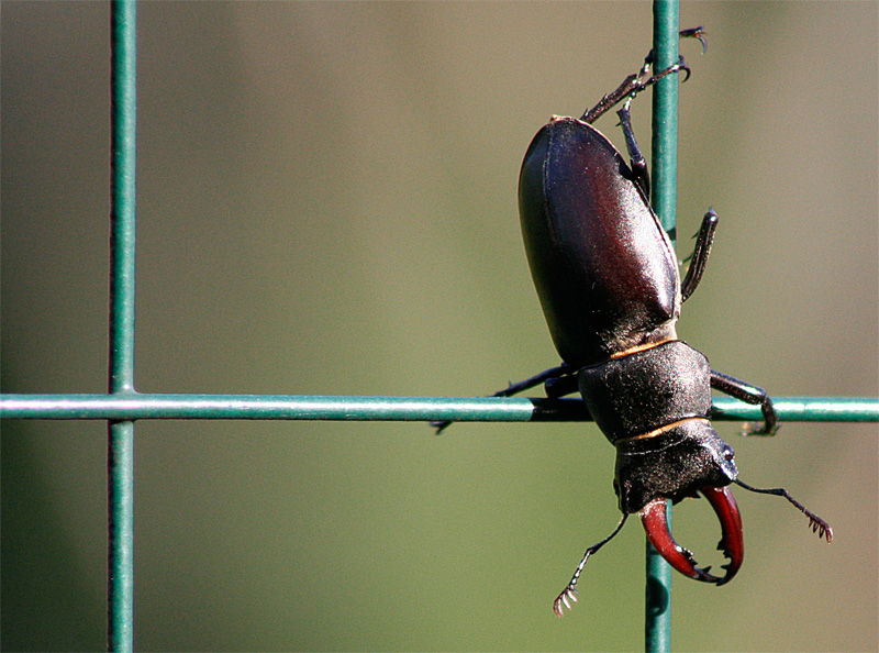 Scarrafone in... terzi