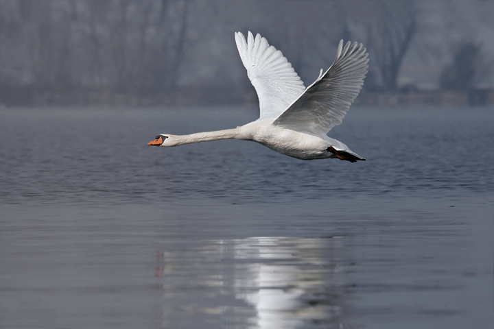 Renzo-Il volo del Cigno