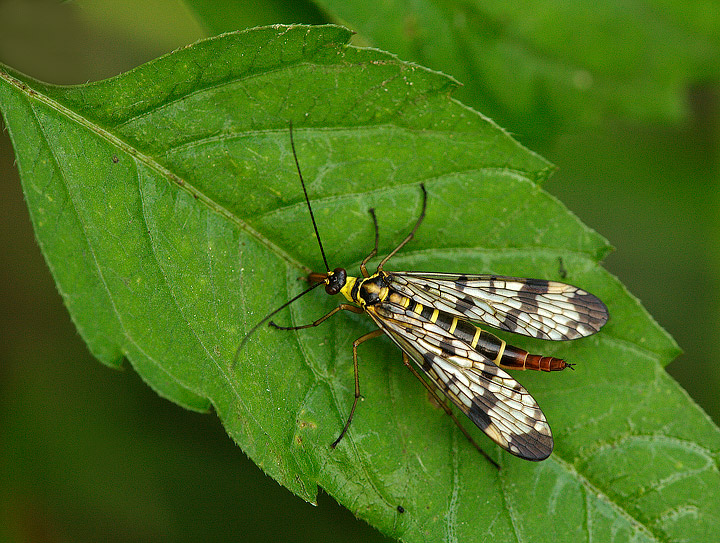 Mosca scorpione