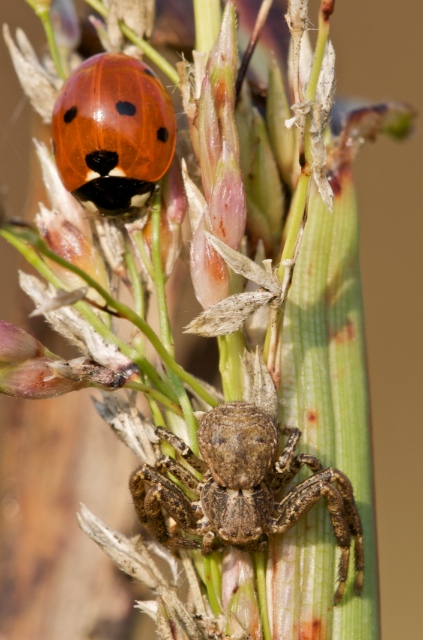 La coccinella & il Tomiside
