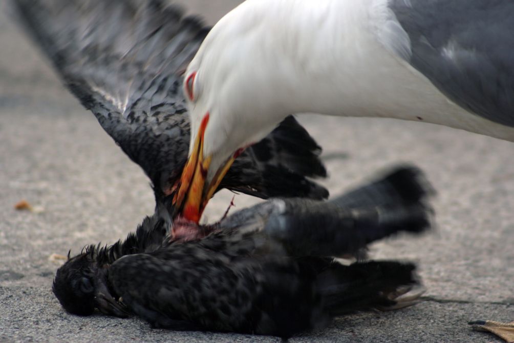 la legge del piu' forte