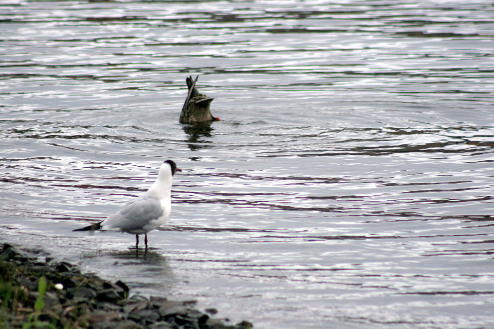 QUASI, QUASI...MI TUFFO ANCH' IO