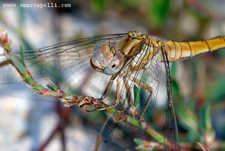Cosa fai con quella macchina