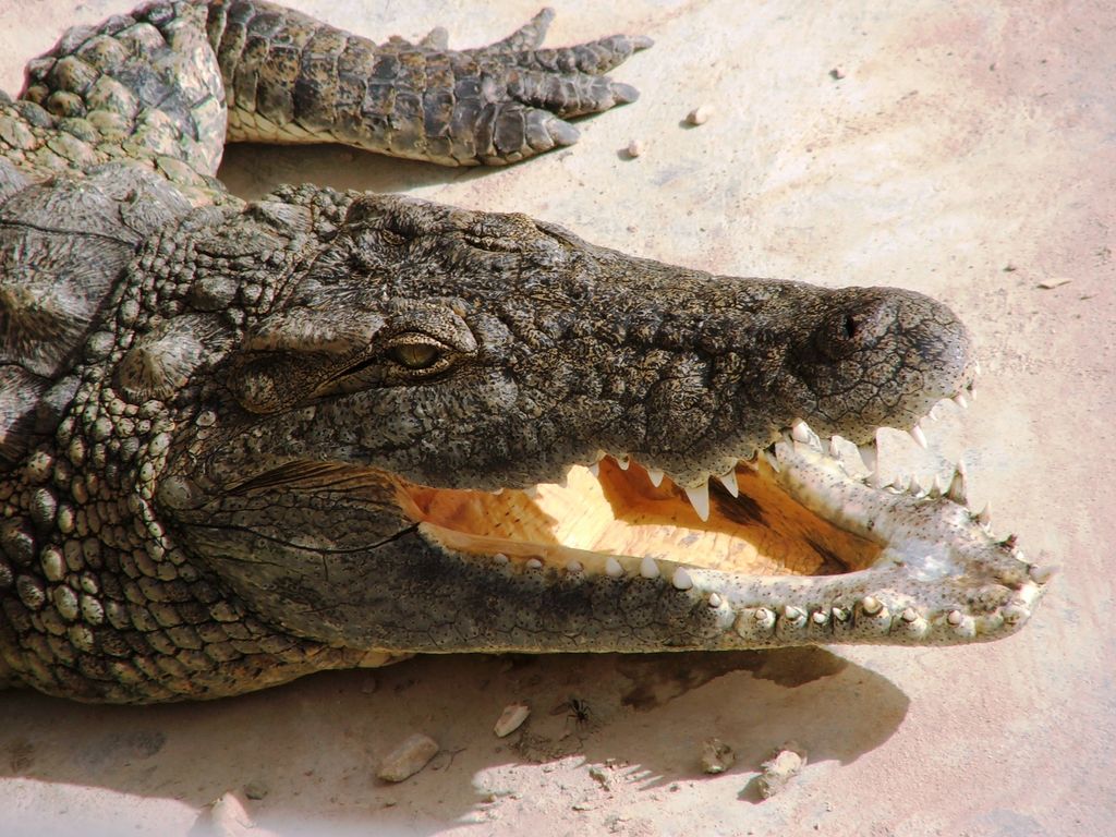 Il coccodrillo fome fa