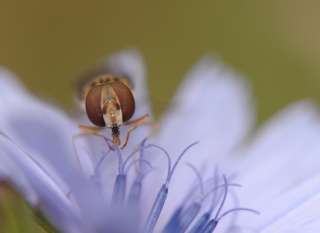 gli occhioni di lul�