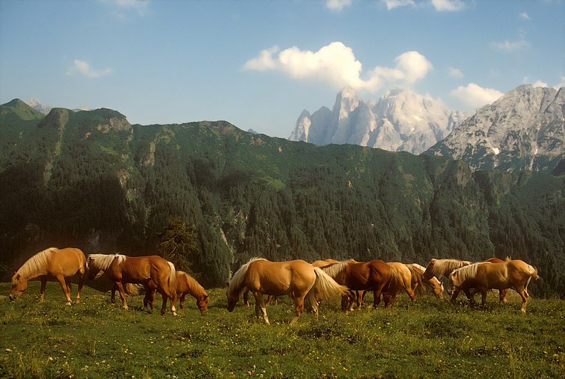 CAVALLI E IL GRUPPO DELL'AGNER