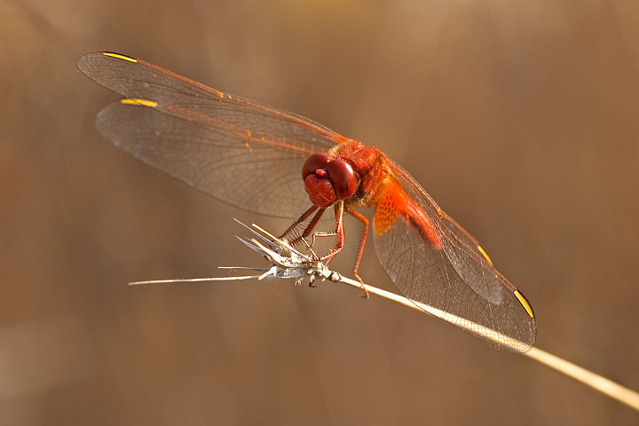 libellula rossa