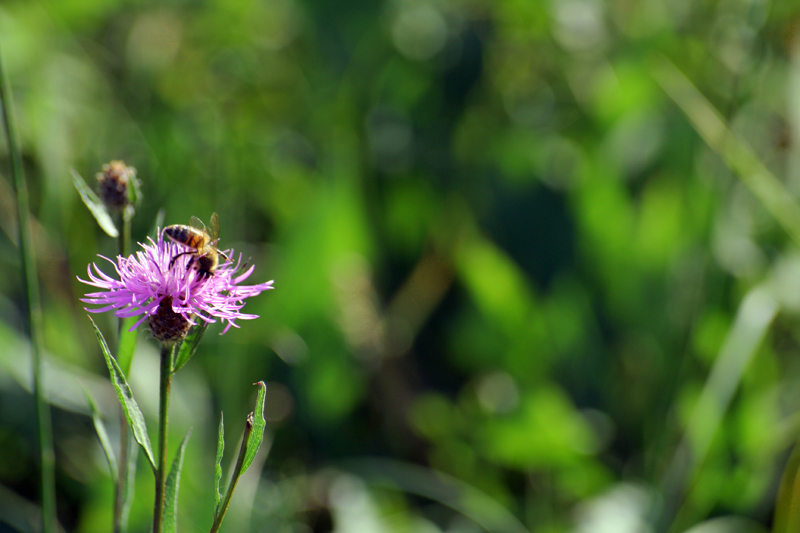 Occhebbuono il fiorellino