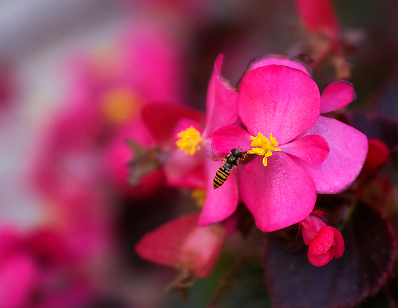 Di viola e di giallo