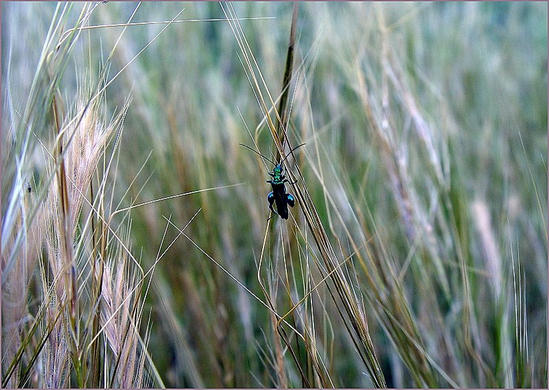One pause between the ears