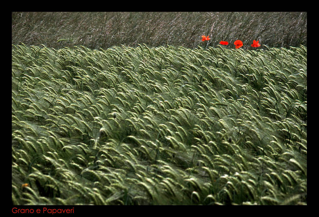 Grano e papaveri