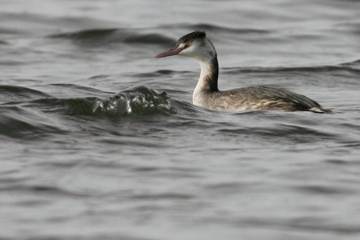Renzo-Svasso maggiore