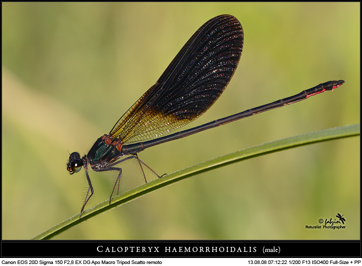 Per non dimenticarle!