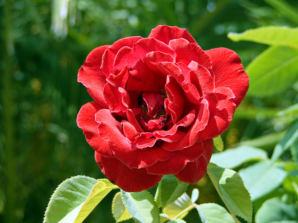 Rosa rossa