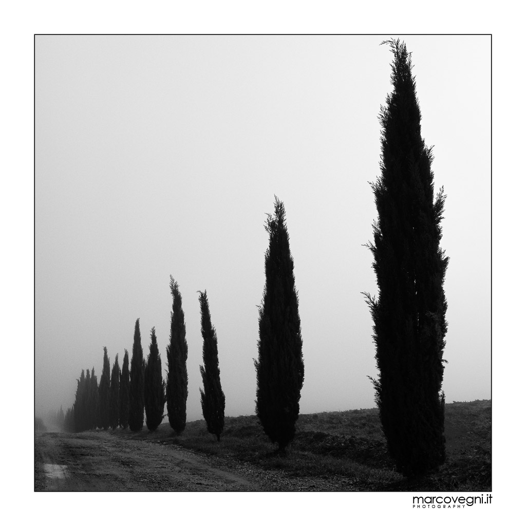 Svanire nella nebbia