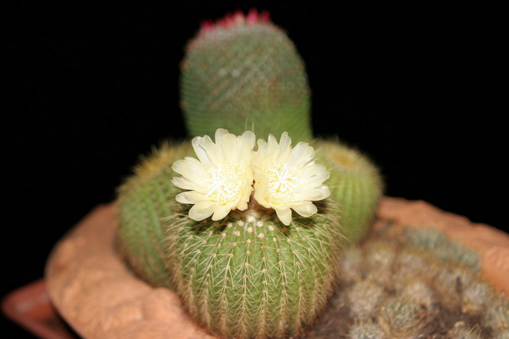 Fiori di cactus