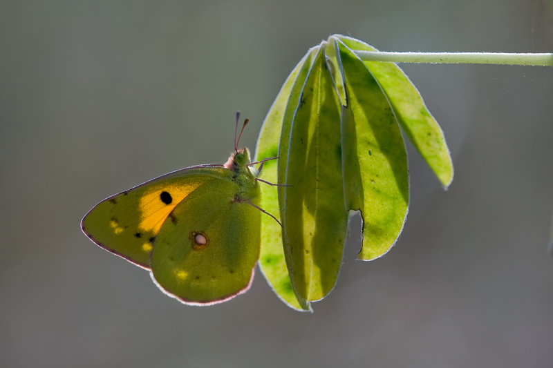 Disegnata dalla luce