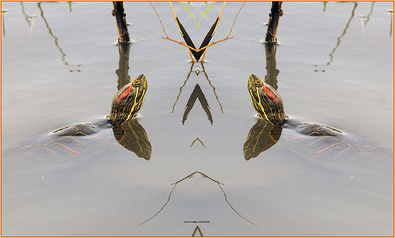 la porta delle tartarughe